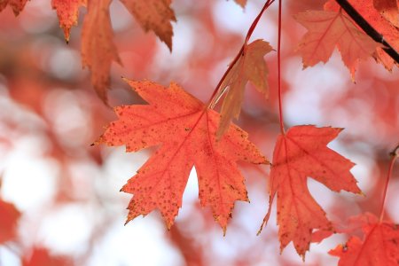 Осенние обои на рабочий стол