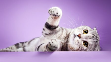 Котики на рабочий стол