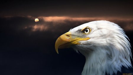 Крутые обои на рабочий стол Орел