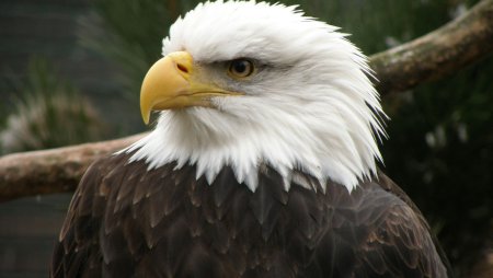 Белый Орлан