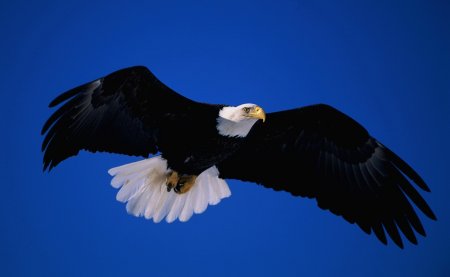 Орел картинки