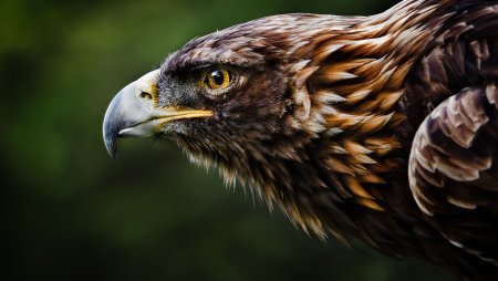 Орлан Орел Коршун