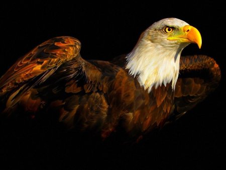 Орел на черном фоне