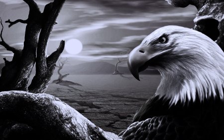 Красивые обои на рабочий стол Орел