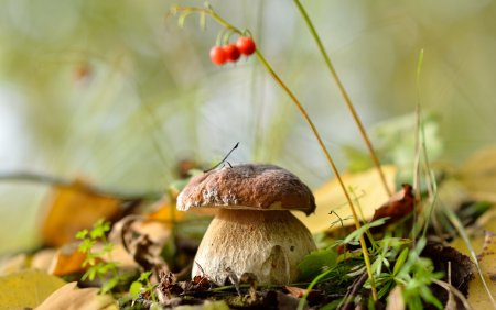 Осенние грибы