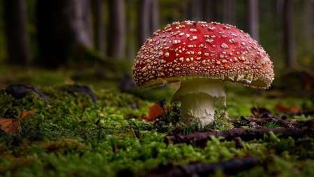 Мухомор желтоножковый
