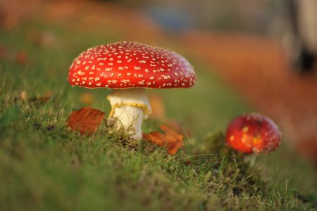 Осень грибы мухоморы