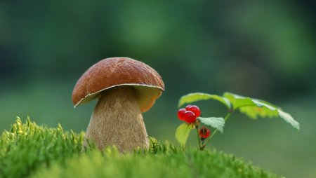 Маленькие грибы