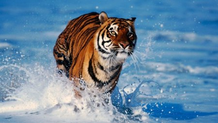 Фото тигров