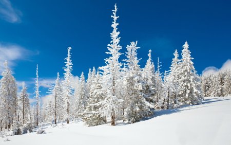 Заснеженный лес