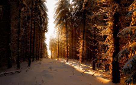 Лес в снегу