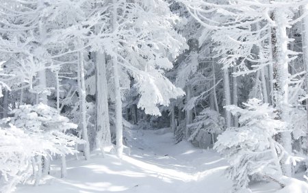 Сказочный зимний лес
