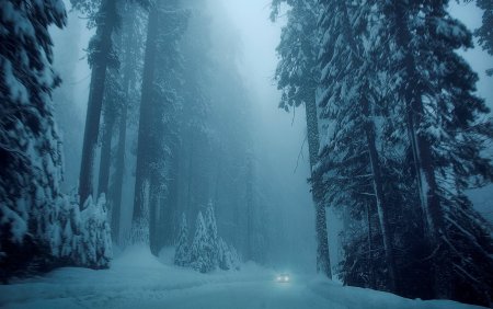 Снежный лес