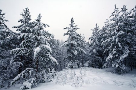 Ельник зимой