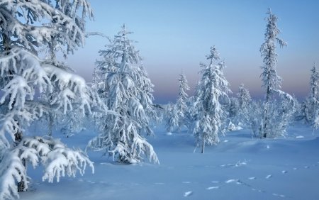 Фотообои зима