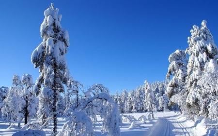 Снежный лес