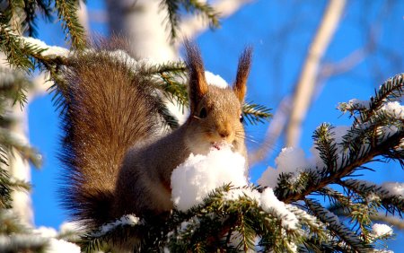 Животные зимой