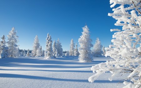Красивая зима