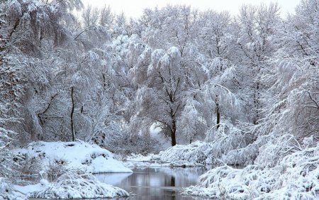 Заснеженный лес