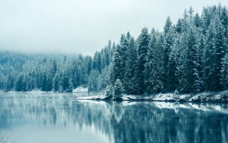 Зимний лес