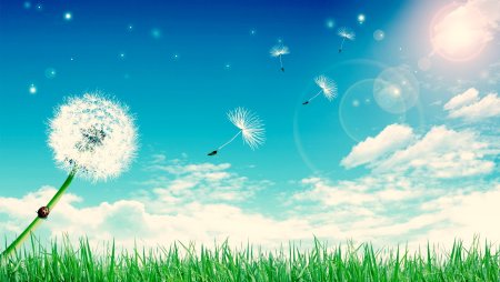 Одуванчик на солнце