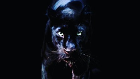 Глаза пантеры в темноте