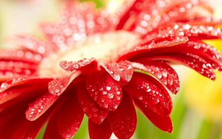 Chip Windows XP 2011.03