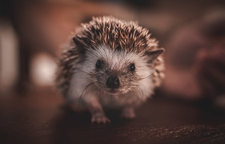 Ежик на рабочий стол