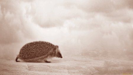 Картинки на рабочий стол Ежик