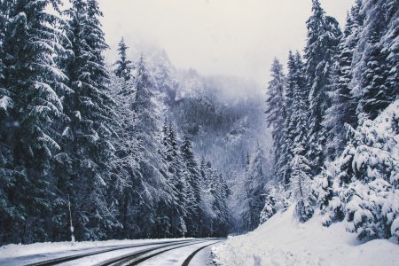 Зимний лес
