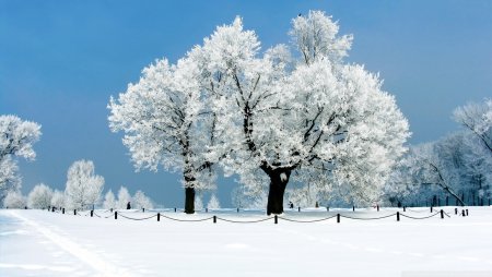 Красивые снежные деревья