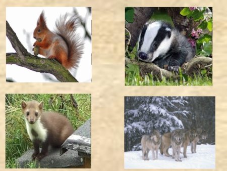 Животные Самарского края