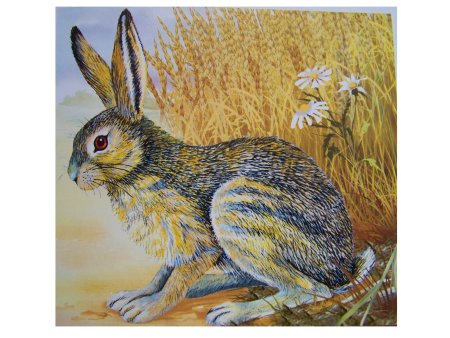 Заяц рисунок