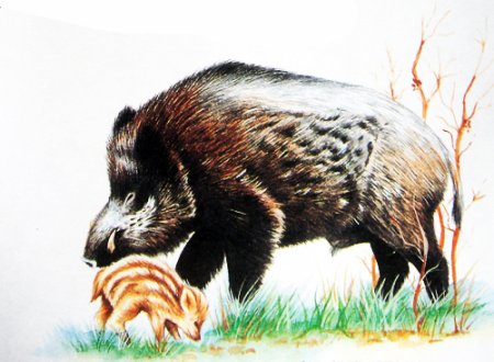 Животные Самарской области рисунки детей