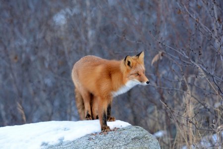 Животные Самарской области