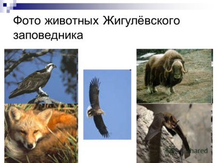 Обитатели Жигулевского заповедника