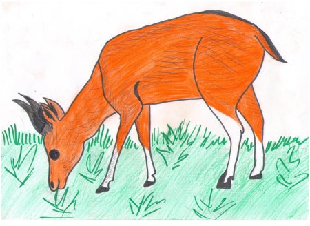 Дзерен рисунок