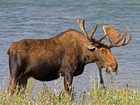 Лось в Удмуртии