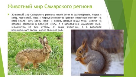Животные Самарской области