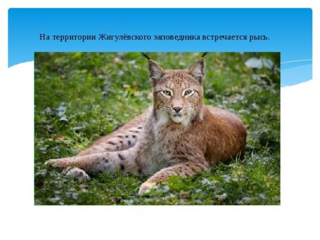 Краснокнижные животные Самарской Луки