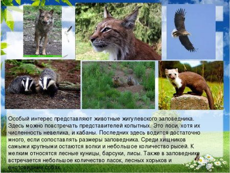 Самарская лука заповедник животные