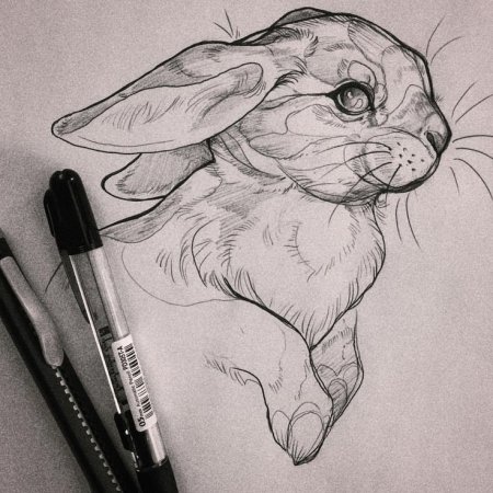 Рисунки животных карандашом