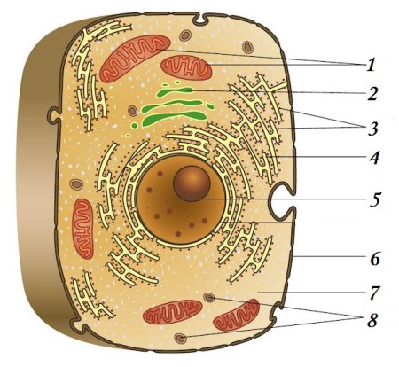 Животная клетка