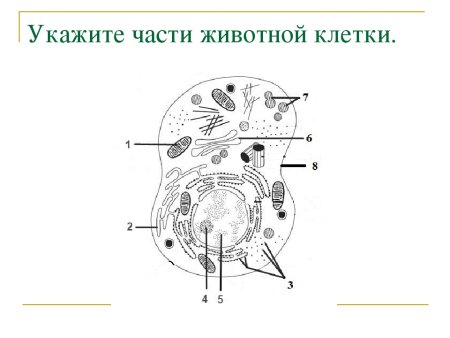 Рисунок животной клетки с обозначениями органоидов