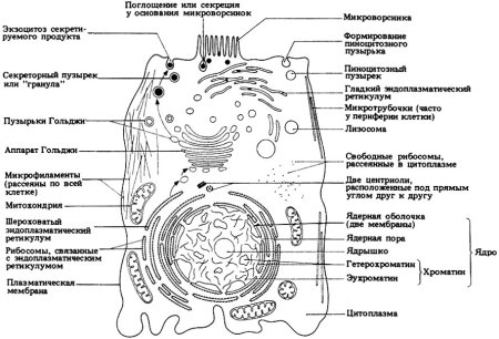 Схема строения животной клетки