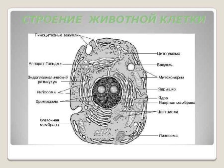 Животная клетка с надписями