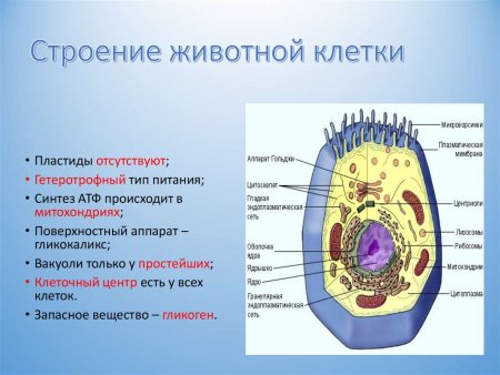 Строение животной клетки 5 класс биология