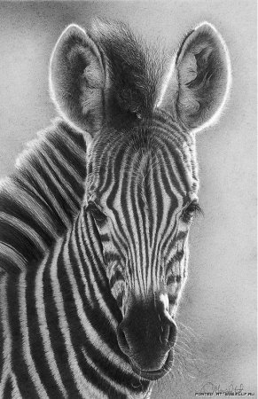 Животные рисунки реалистичные