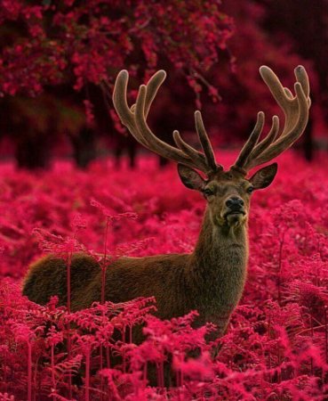 Красивый олень