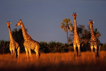 В мире животных Дикая природа